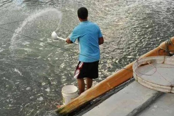 青鱼怎么养殖，夏季每天投喂4次