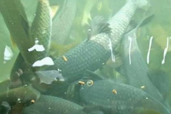 青鱼怎么养殖，夏季每天投喂4次