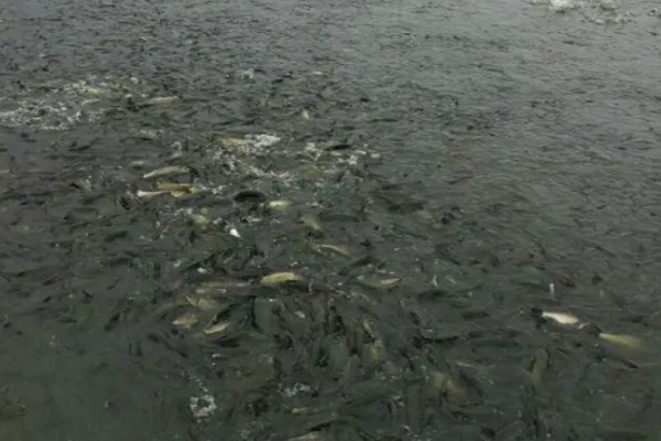 青鱼怎么养殖，夏季每天投喂4次