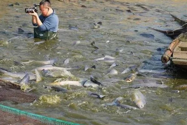 青鱼怎么养殖，夏季每天投喂4次
