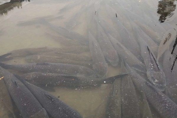 青鱼怎么养殖，夏季每天投喂4次