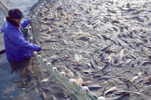 青鱼怎么养殖，夏季每天投喂4次