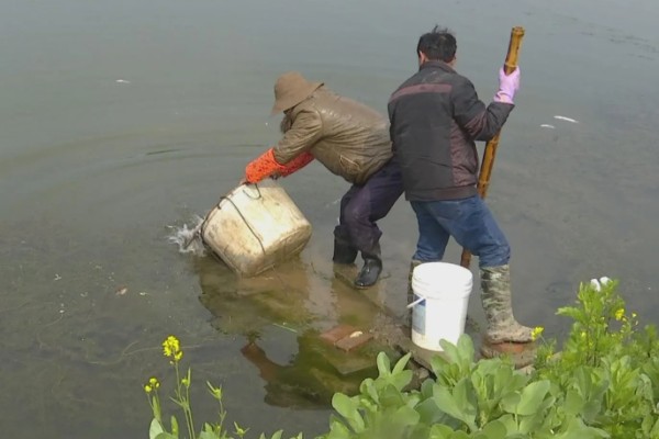 青鱼怎么养殖，夏季每天投喂4次