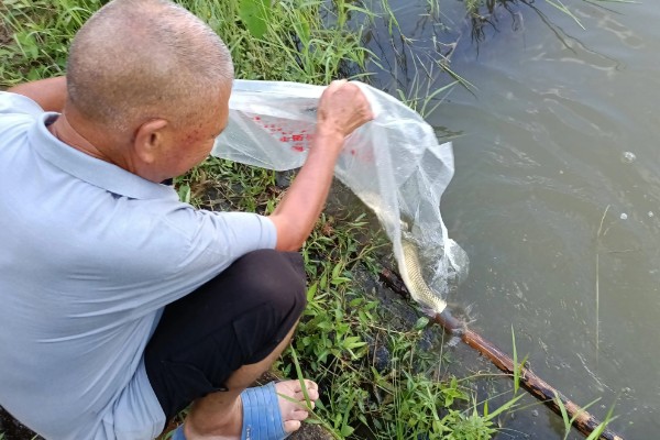 青鱼怎么养殖，夏季每天投喂4次