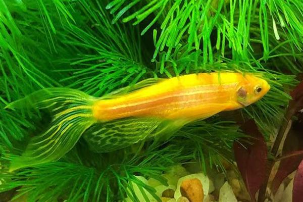 斑马鱼会不会咬其它鱼，性格温和一般不会攻击其它鱼类