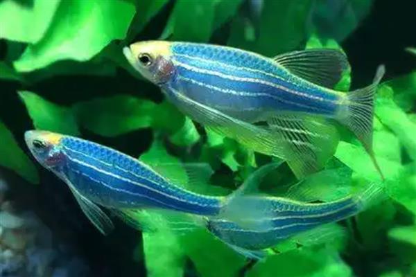 斑马鱼会不会咬其它鱼，性格温和一般不会攻击其它鱼类