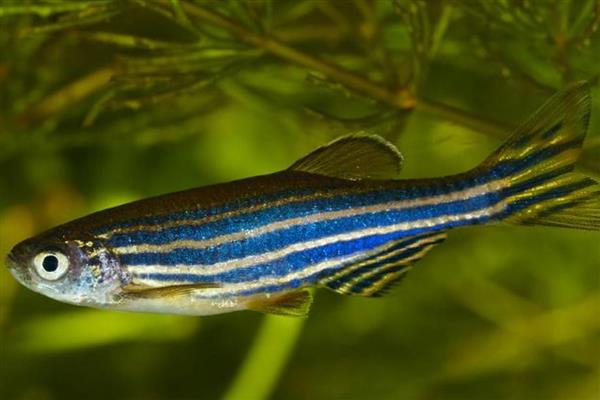 斑马鱼会不会咬其它鱼，性格温和一般不会攻击其它鱼类