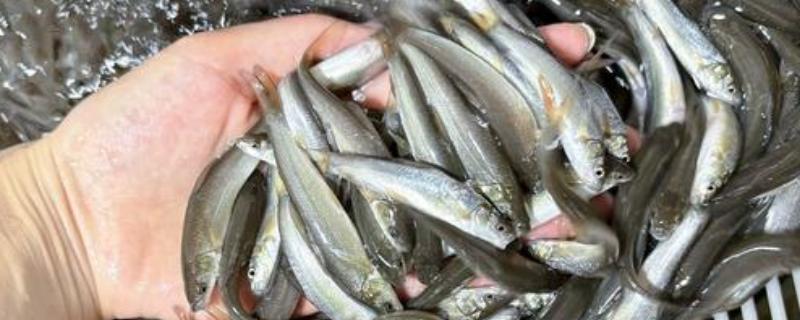 银雪鱼苗如何饲养管理，养殖密度为每亩3000斤左右