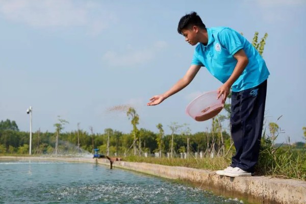 青鱼怎么养殖，夏季每天投喂4次
