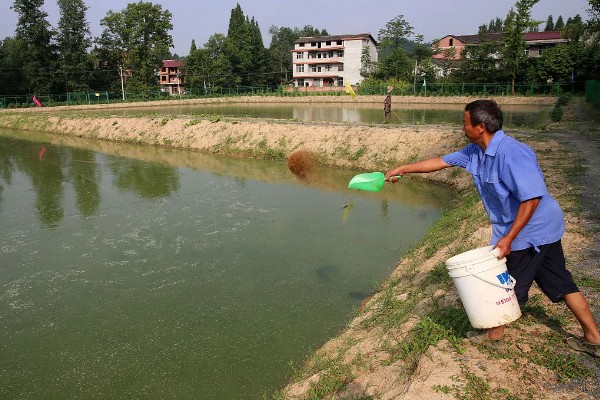 青鱼怎么养殖，夏季每天投喂4次