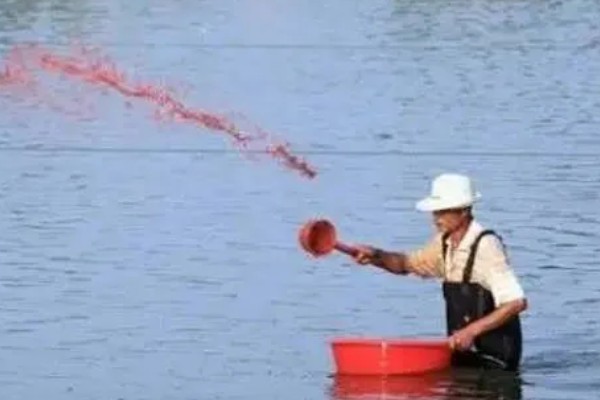 青鱼怎么养殖，夏季每天投喂4次