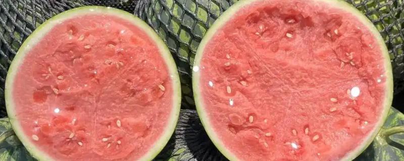 麒麟瓜与黑美人的区别，其外观和果肉均不同