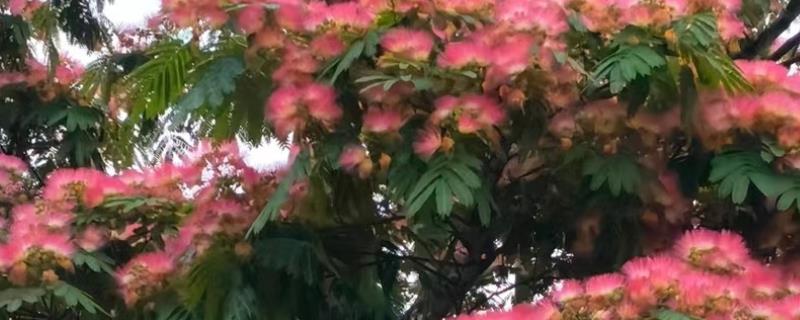 合欢树一直掉白沫的原因，胶原汁凝固后会被风吹下来