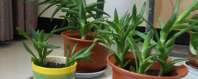 芦荟冬季如何养殖，要将其移到室内向阳的地方养护