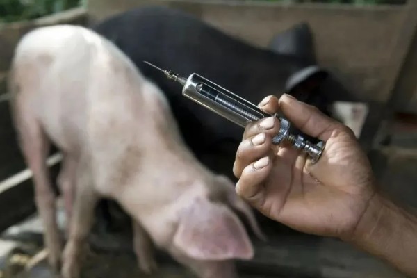 猪流感打什么针，肌肉注射百尔定