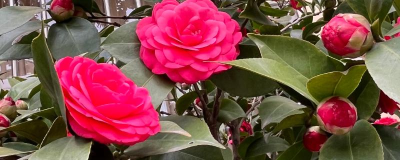 山茶花的外观，花朵呈倒卵圆形