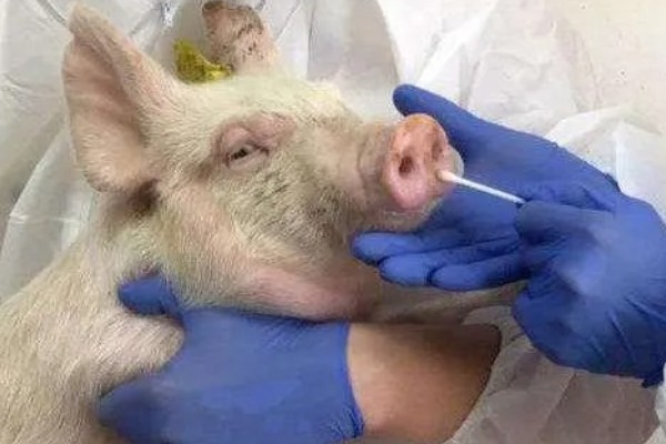 猪流感打什么针，肌肉注射百尔定