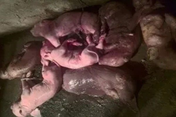 猪流感打什么针，肌肉注射百尔定