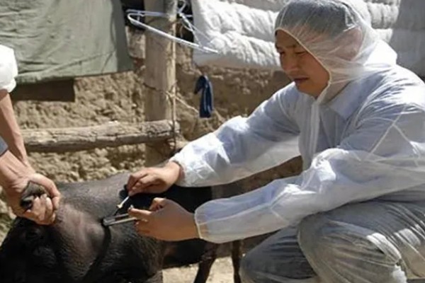 猪流感打什么针，肌肉注射百尔定