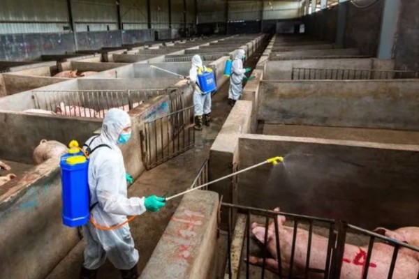 猪流感打什么针，肌肉注射百尔定