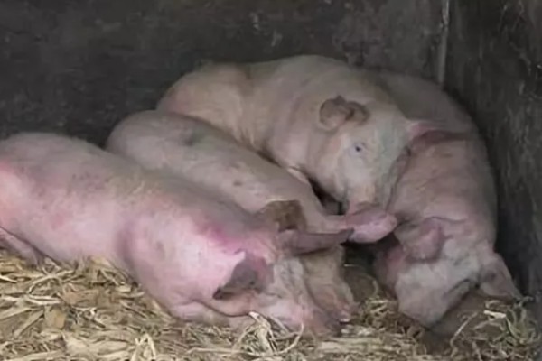 猪流感打什么针，肌肉注射百尔定