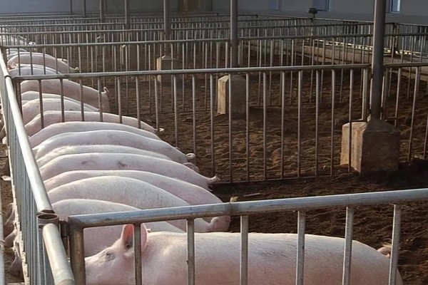 猪流感打什么针，肌肉注射百尔定