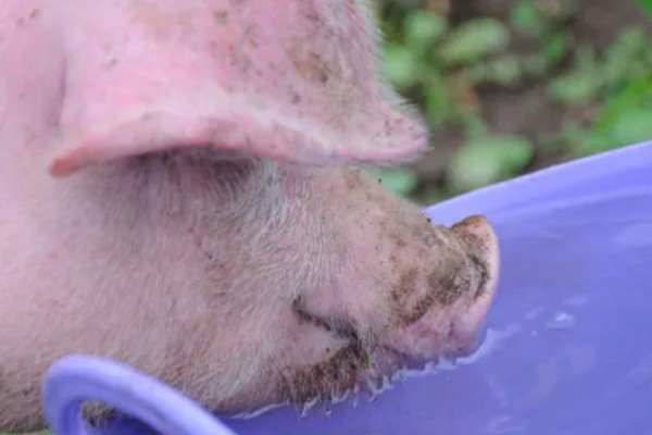 猪流感打什么针，肌肉注射百尔定