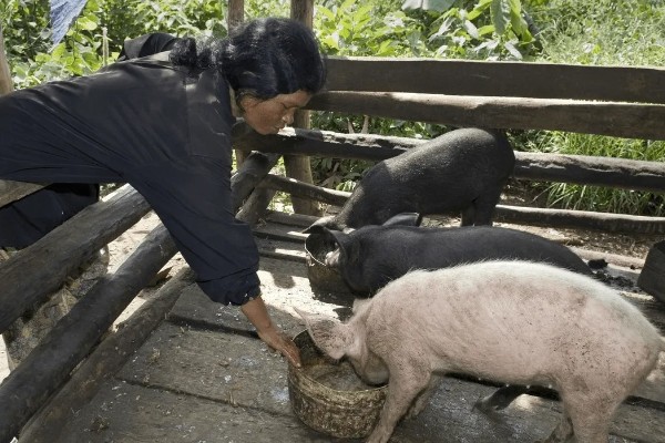 猪流感打什么针，肌肉注射百尔定