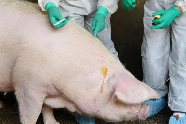 猪流感打什么针，肌肉注射百尔定