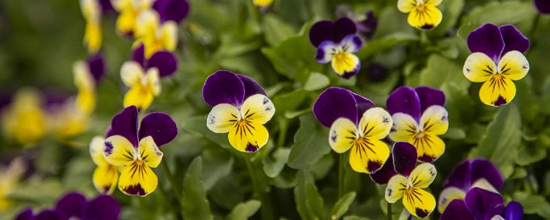 秋天能种什么植物，可以种三色堇、小雏菊等