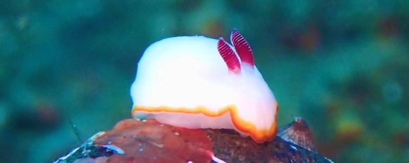 海兔和鱿鱼的区别，其外形和分布区域均不同