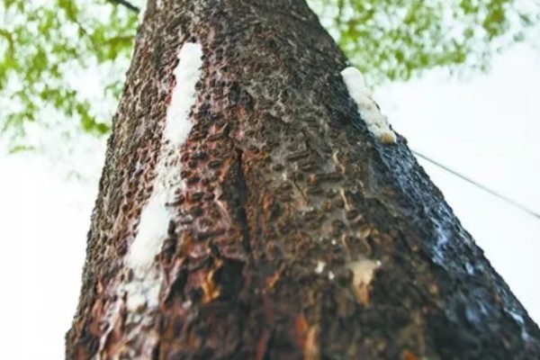 合欢树一直掉白沫的原因,胶原汁凝固后会被风吹下来