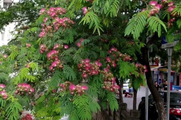 合欢树一直掉白沫的原因,胶原汁凝固后会被风吹下来