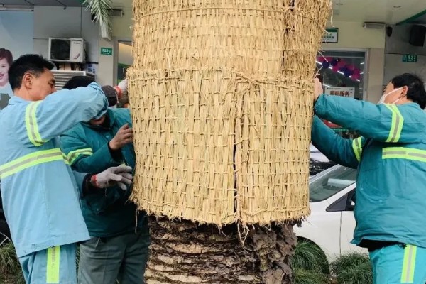 合欢树一直掉白沫的原因,胶原汁凝固后会被风吹下来