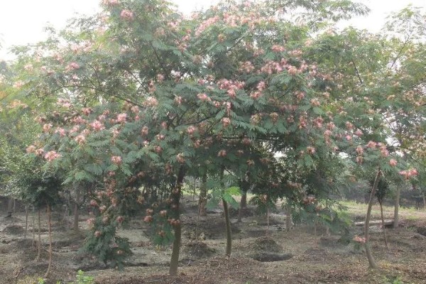 合欢树一直掉白沫的原因,胶原汁凝固后会被风吹下来