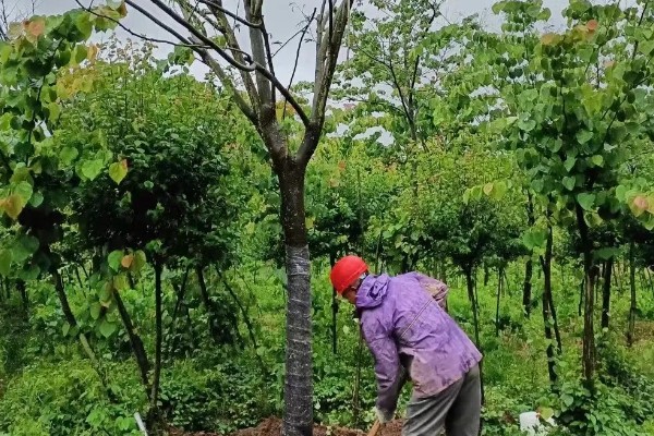 合欢树一直掉白沫的原因,胶原汁凝固后会被风吹下来