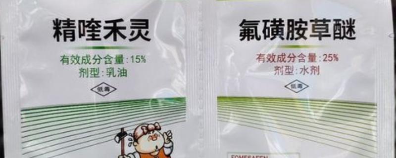 使用氟磺胺草醚要注意什么，用量较多或在高温天气下打药容易引发药害