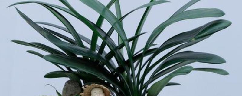 君子兰适合用什么土壤养殖，腐叶土、松针土、泥炭土等种类均可使用