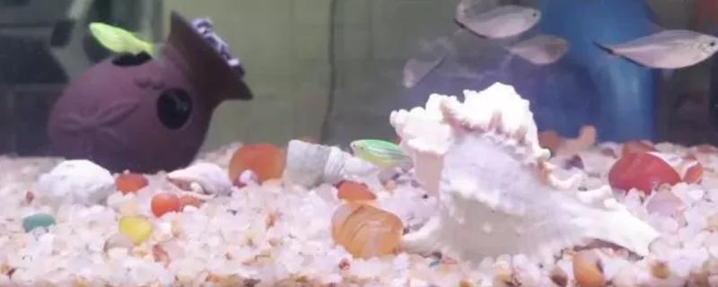 海螺用自来水可以养几天，可以养殖三天左右