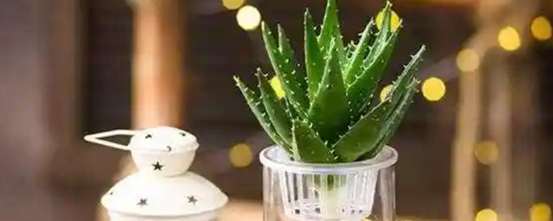芦荟能不能水培，每隔2-3天换一次水