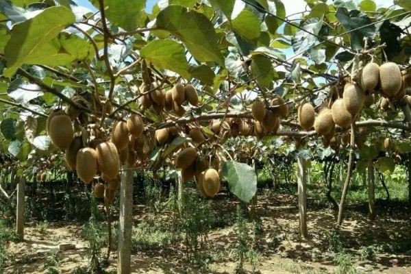 猕猴桃是热带水果吗,不属于热带水果