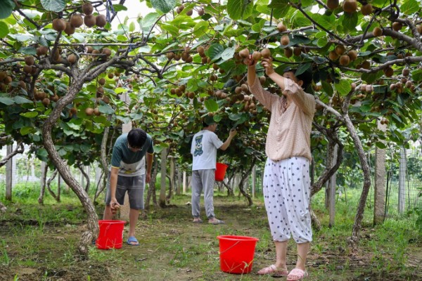 猕猴桃是热带水果吗,不属于热带水果