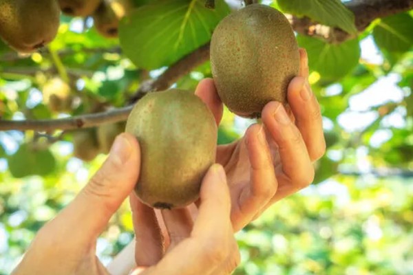 猕猴桃是热带水果吗,不属于热带水果