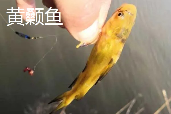 3号伊豆钩和3号金袖钩对比，前者钩身长约7.8毫米、后者钩身长约8.5毫米