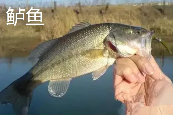 3号伊豆钩和3号金袖钩对比，前者钩身长约7.8毫米、后者钩身长约8.5毫米