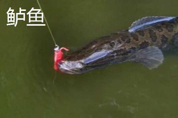 3号伊豆钩和3号金袖钩对比，前者钩身长约7.8毫米、后者钩身长约8.5毫米