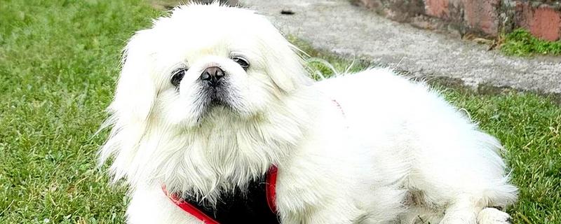 京巴狗的种类，只有一种就是北京犬