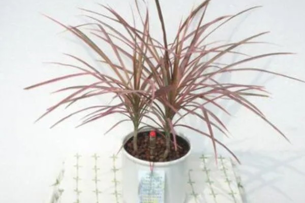 千年木换盆后的浇水方法,更换后要浇施定根水