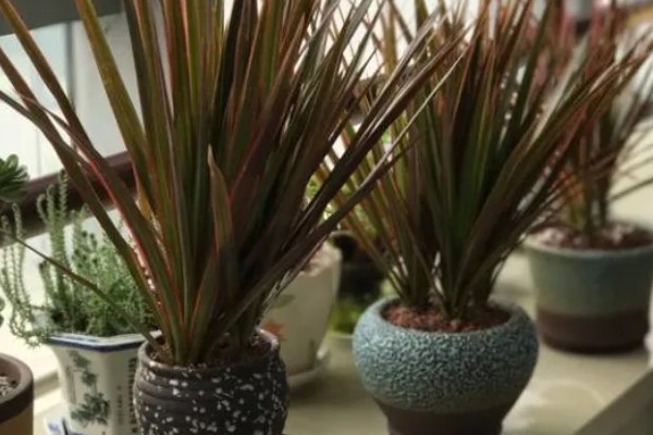 千年木换盆后的浇水方法,更换后要浇施定根水