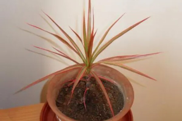 千年木换盆后的浇水方法,更换后要浇施定根水